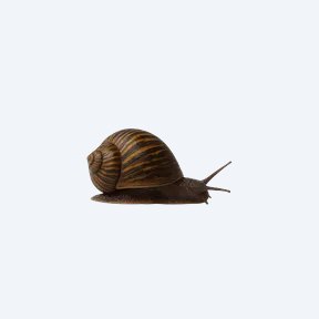 Horn Nerite Snail (Clithon corona) in a planted freshwater aquarium