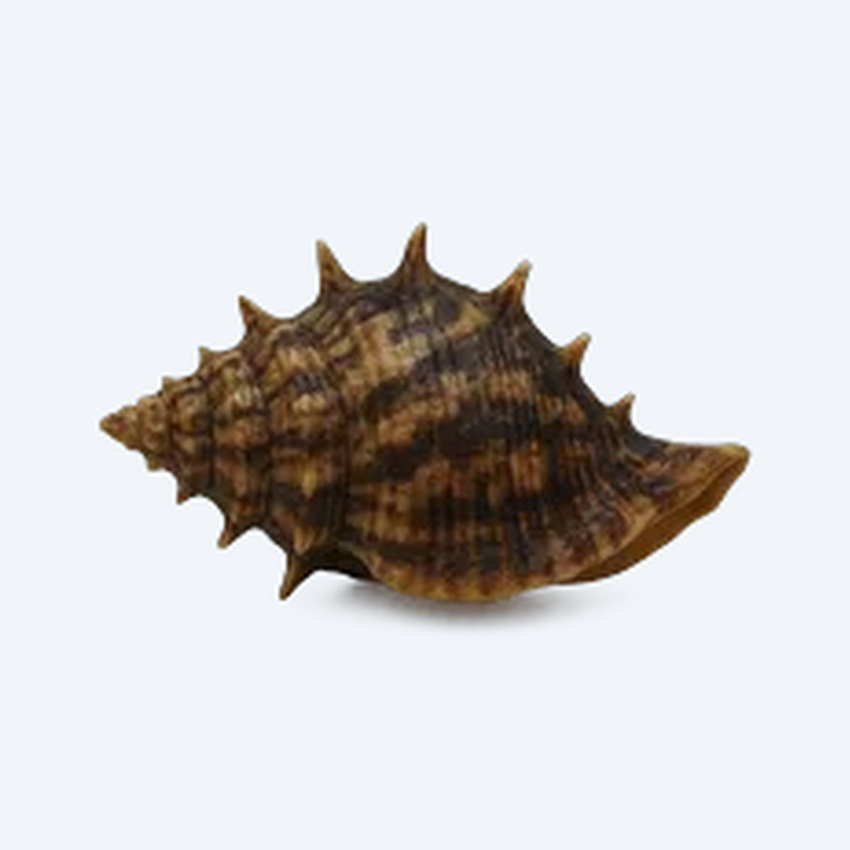 Horn Nerite Snail (Clithon corona) in a planted freshwater aquarium