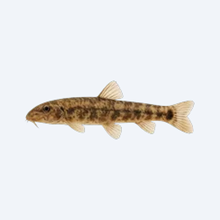 Horseface Loach (Cobitoidea sp.) in a freshwater aquarium
