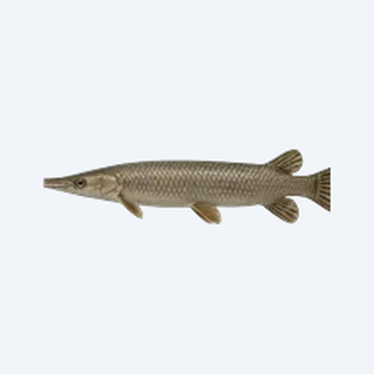 Hujeta Gar (Ctenolucius hujeta) in a planted freshwater aquarium