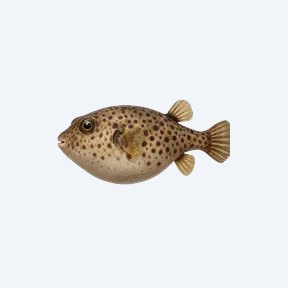 Humpback Puffer (Tetraodontidae sp.) in a planted freshwater aquarium