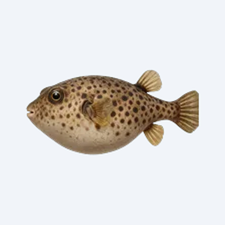 Humpback Puffer (Tetraodontidae sp.) in a planted freshwater aquarium