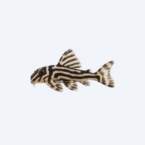 Hypancistrus zebra (L046) (Hypancistrus zebra) in a planted freshwater aquarium