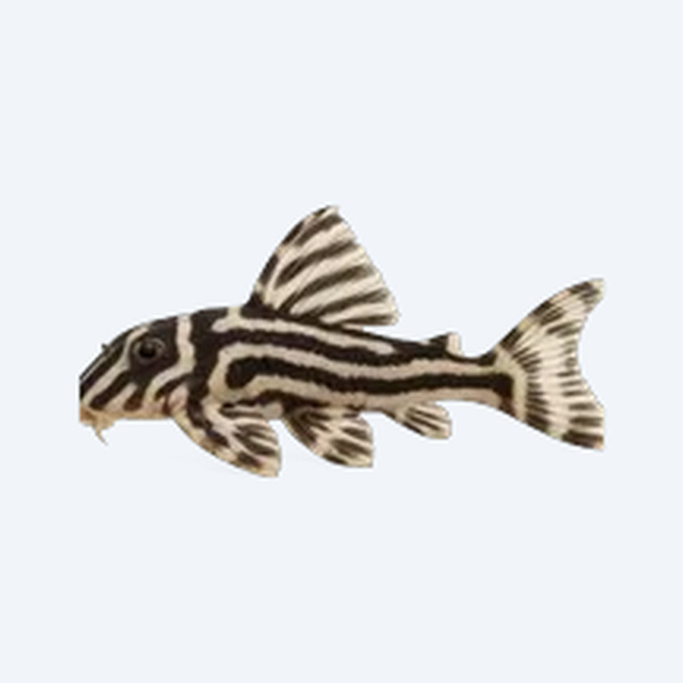 Hypancistrus zebra (L046) (Hypancistrus zebra) in a freshwater aquarium