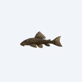 Hypostomus plecostomus (Hypostomus plecostomus) in a planted freshwater aquarium