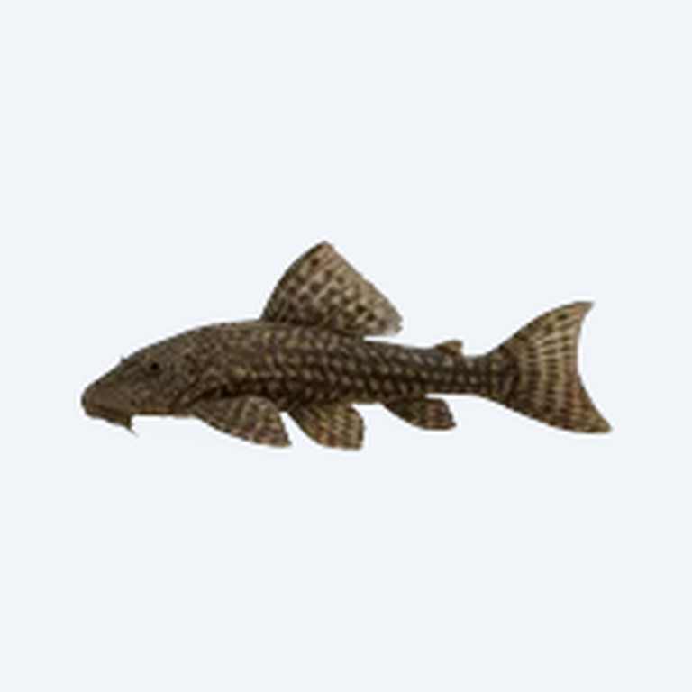 Hypostomus plecostomus (Hypostomus plecostomus) in a freshwater aquarium