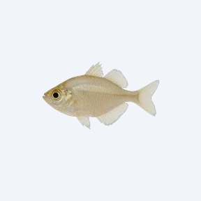 Indian Glassy Fish (Parambassis ranga) in a planted freshwater aquarium