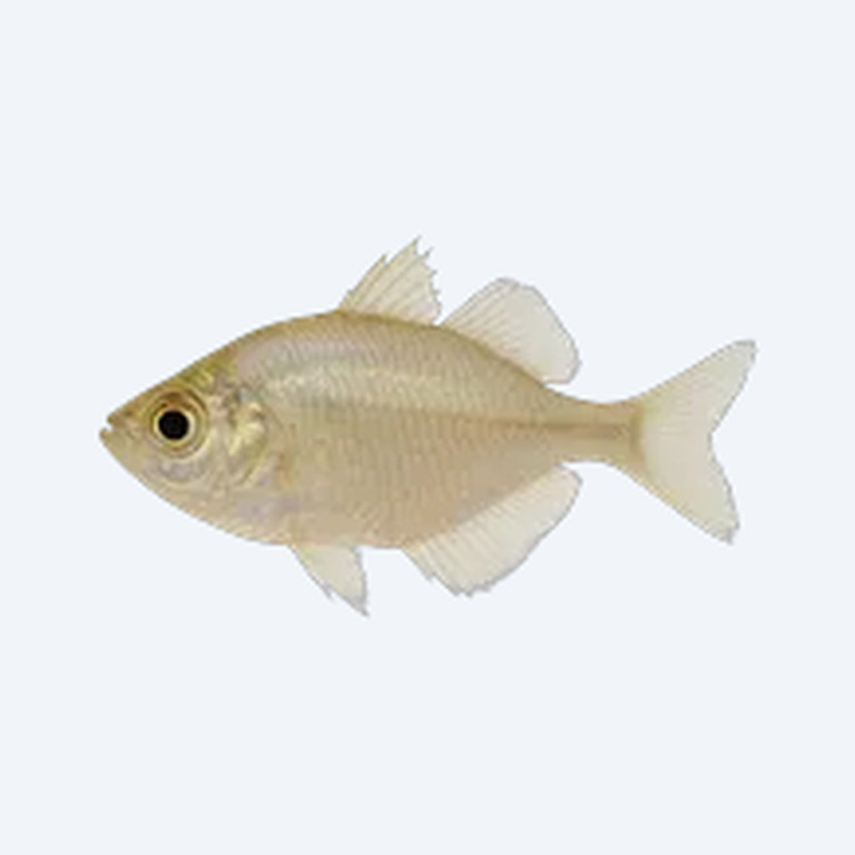 Indian Glassy Fish (Parambassis ranga) in a freshwater aquarium