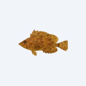 Indonesian Leaffish (Nandus nebulosus) in a planted freshwater aquarium