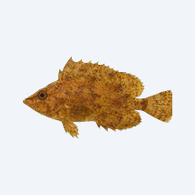 Indonesian Leaffish (Nandus nebulosus) in a freshwater aquarium