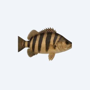 Indonesian Tigerfish (Datnioides microlepis) in a planted freshwater aquarium
