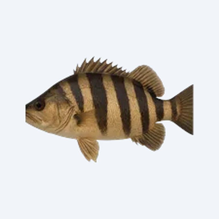 Indonesian Tigerfish (Datnioides microlepis) in a planted freshwater aquarium