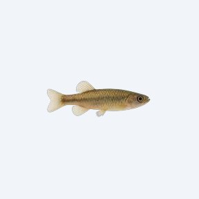 Inpaichthys kerri (Inpaichthys kerri) in a planted freshwater aquarium