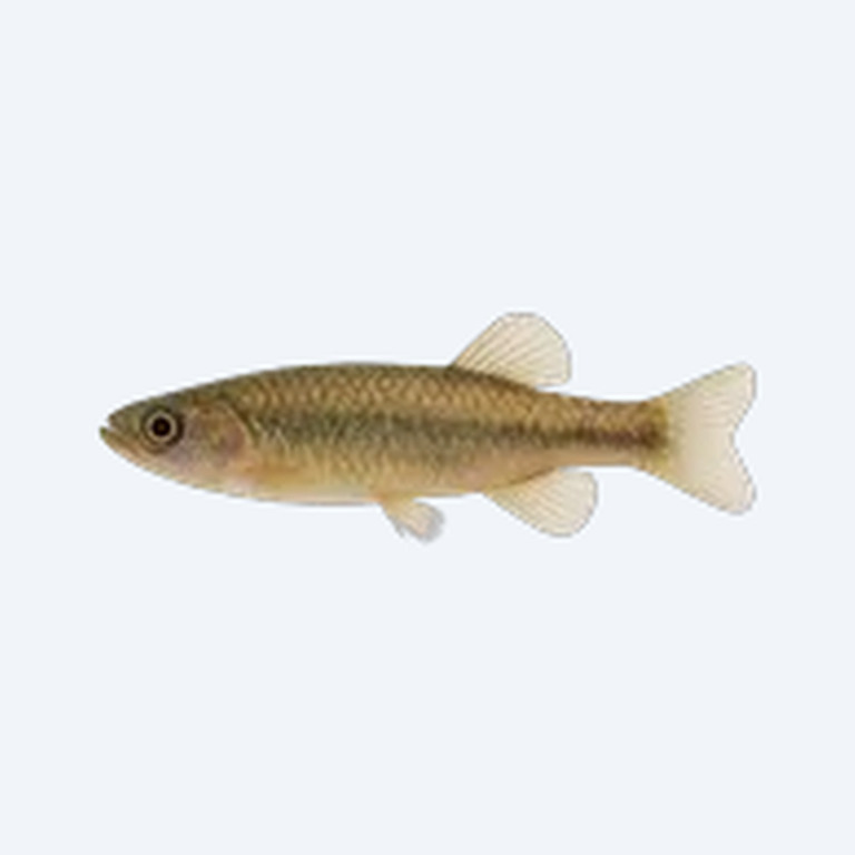 Inpaichthys kerri (Inpaichthys kerri) in a freshwater aquarium