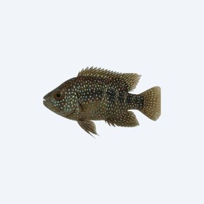 Jack Dempsey Cichlid (Rocio octofasciata) in a planted freshwater aquarium