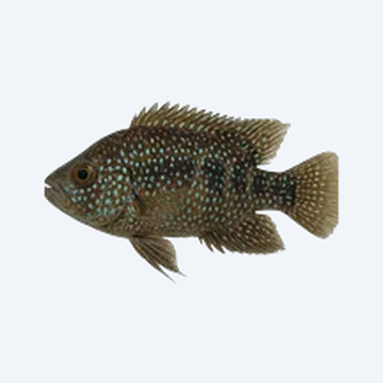 Jack Dempsey Cichlid (Rocio octofasciata) in a freshwater aquarium