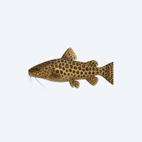 Jaguar Catfish (Siluriformes sp.) in a planted freshwater aquarium