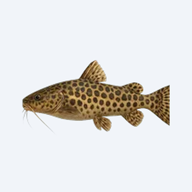 Jaguar Catfish (Siluriformes sp.) in a freshwater aquarium