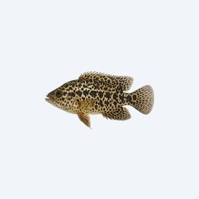 Jaguar Cichlid (Parachromis managuensis) in a planted freshwater aquarium