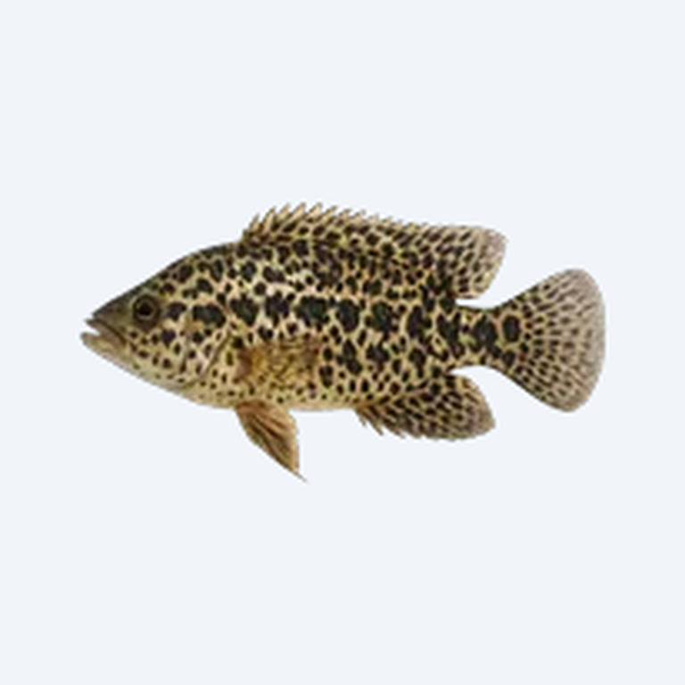 Jaguar Cichlid (Parachromis managuensis) in a freshwater aquarium