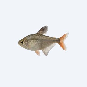 January Tetra (Characidae sp.) in a planted freshwater aquarium