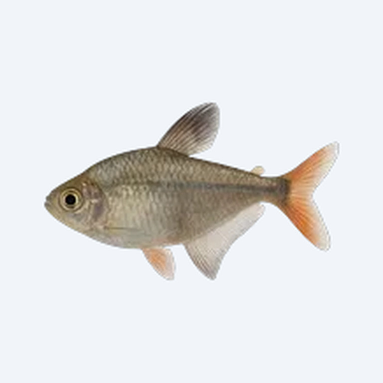 January Tetra (Characidae sp.) in a freshwater aquarium