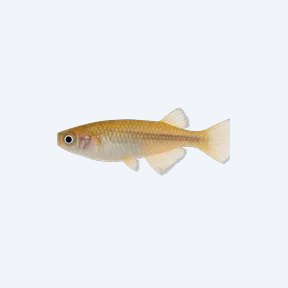 Japanese Rice Fish (Medaka) (Oryzias latipes) in a planted freshwater aquarium