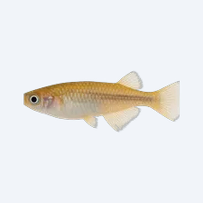 Japanese Rice Fish (Medaka) (Oryzias latipes) in a planted freshwater aquarium