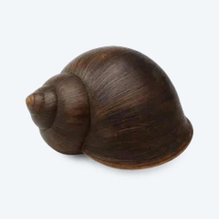 Japanese Trapdoor Snail (Cipangopaludina japonica) in a freshwater aquarium