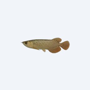 Jardinii Arowana (Scleropages jardinii) in a planted freshwater aquarium
