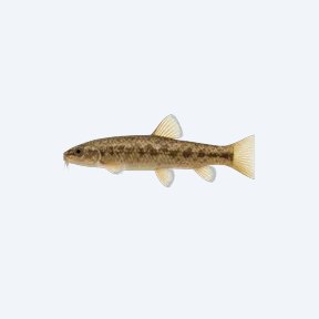 Java Loach (Cobitoidea sp.) in a planted freshwater aquarium