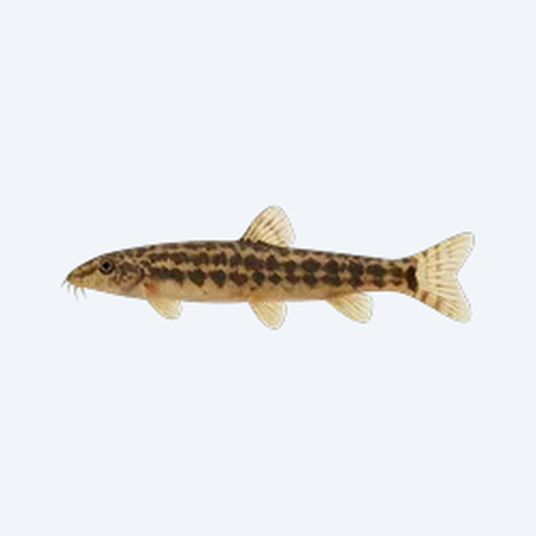 Java Loach (Cobitoidea sp.) in a freshwater aquarium