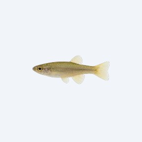 Javanese Ricefish (Oryzias javanicus) in a planted freshwater aquarium