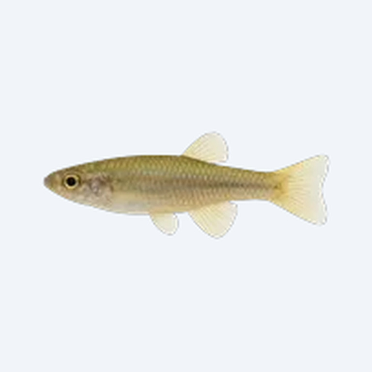 Javanese Ricefish (Oryzias javanicus) in a planted freshwater aquarium
