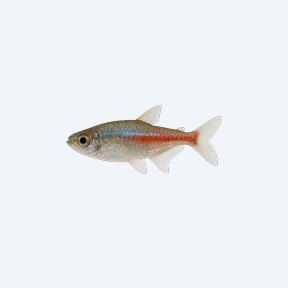 Jellybean Tetra (Characidae sp.) in a planted freshwater aquarium