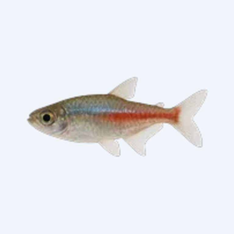 Jellybean Tetra (Characidae sp.) in a freshwater aquarium