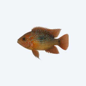 Jewel Cichlid (Hemichromis bimaculatus) in a planted freshwater aquarium