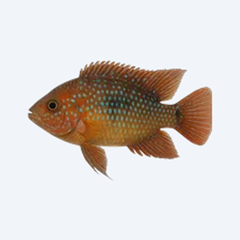 Jewel Cichlid (Hemichromis bimaculatus) in a freshwater aquarium