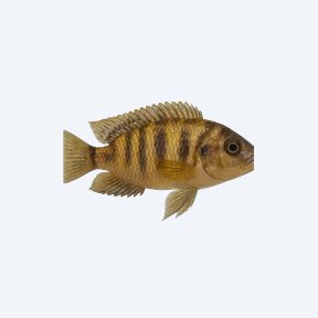 Johanni Cichlid (Cichlidae sp.) in a planted freshwater aquarium