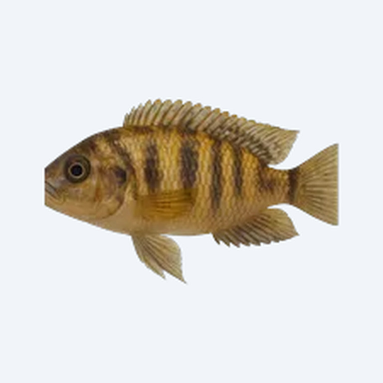 Johanni Cichlid (Cichlidae sp.) in a freshwater aquarium