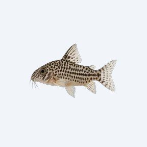 Julii Cory (Corydoras sp.) in a planted freshwater aquarium