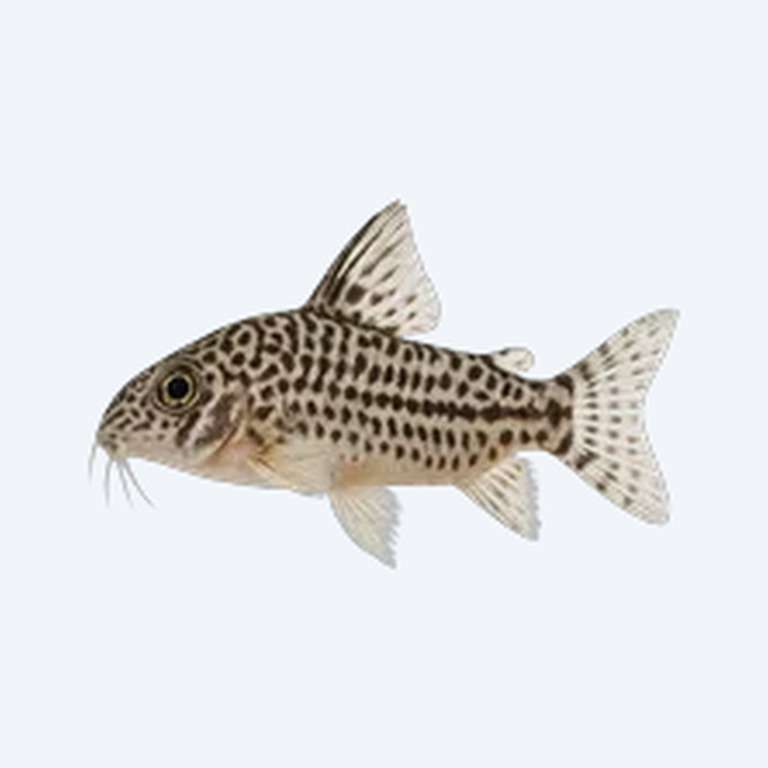 Julii Cory (Corydoras sp.) in a freshwater aquarium