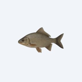Kaligono (Sarotherodon galilaeus) in a planted freshwater aquarium