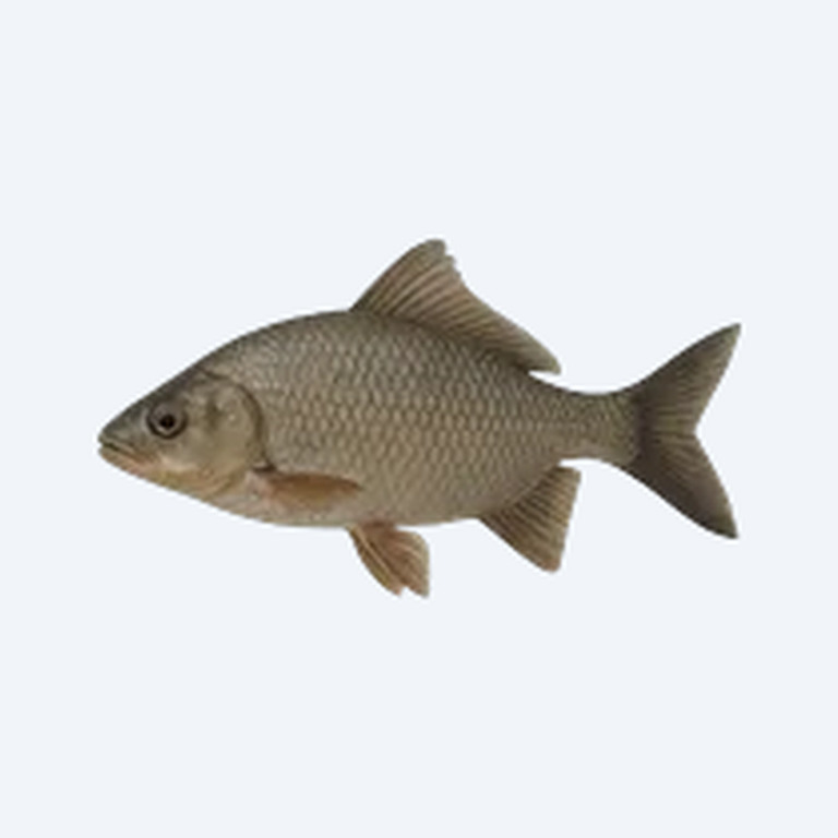 Kaligono (Sarotherodon galilaeus) in a freshwater aquarium