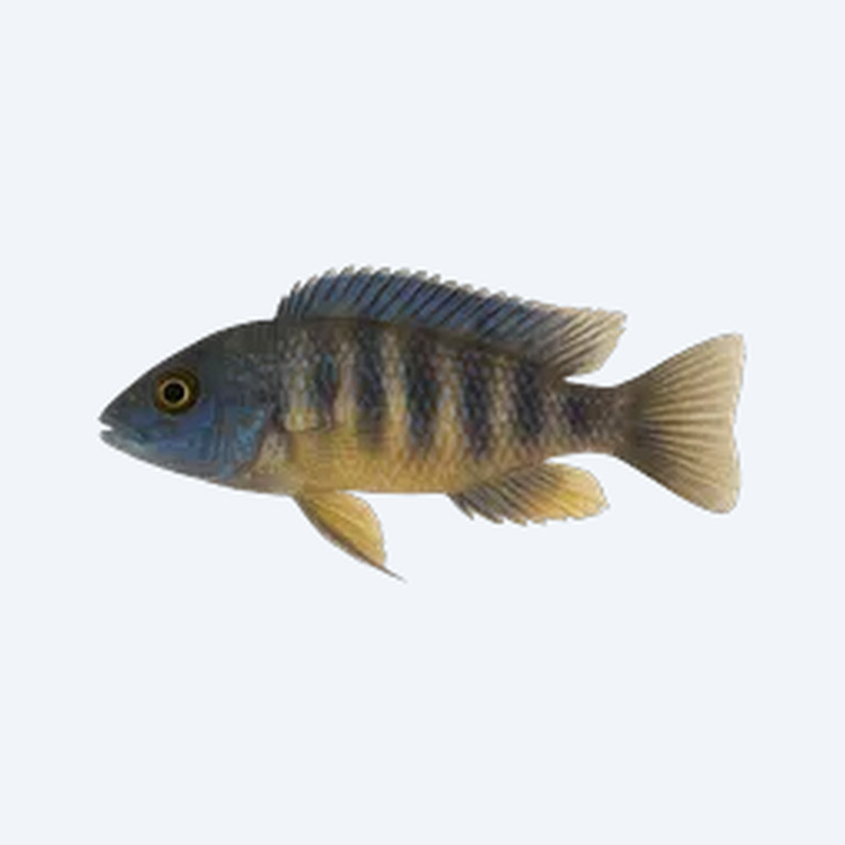Kenyi Cichlid (Cichlidae sp.) in a freshwater aquarium