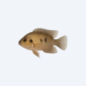 Keyhole Cichlid (Cichlidae sp.) in a planted freshwater aquarium