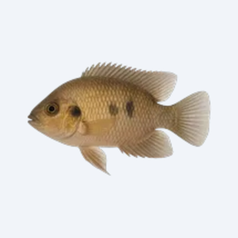 Keyhole Cichlid (Cichlidae sp.) in a planted freshwater aquarium