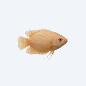 Kissing Gourami (Helostoma temminckii) in a planted freshwater aquarium