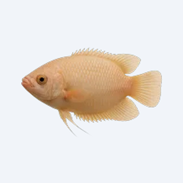 Kissing Gourami (Helostoma temminckii) in a freshwater aquarium