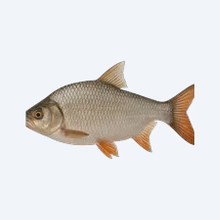 Kissing Prochilodus (Semaprochilodus taeniurus) in a planted freshwater aquarium